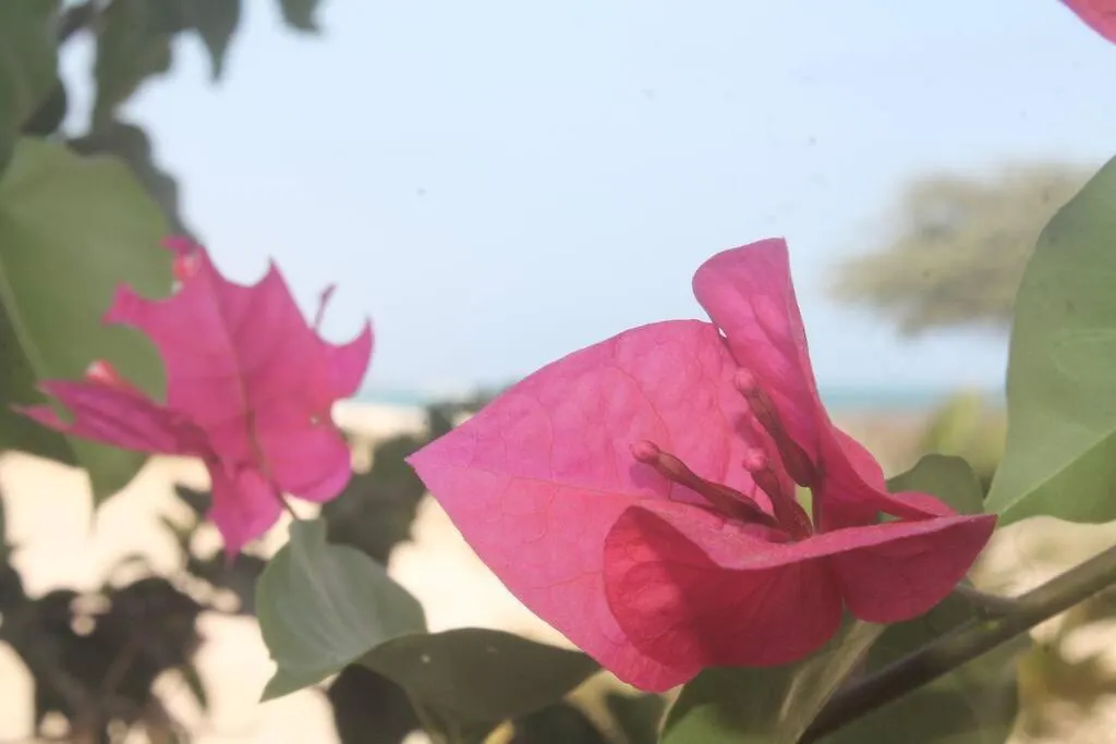 Casa Mar Doce Lägenhet Sal Rei